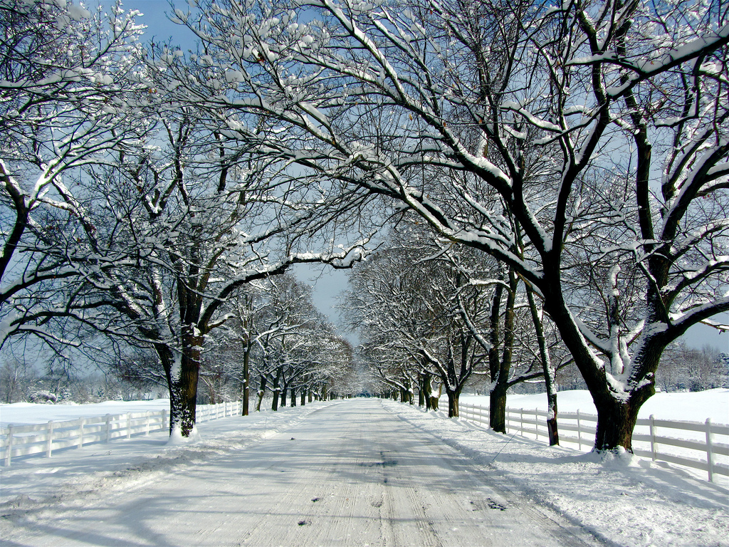 A winter road bordered by snow-covered trees