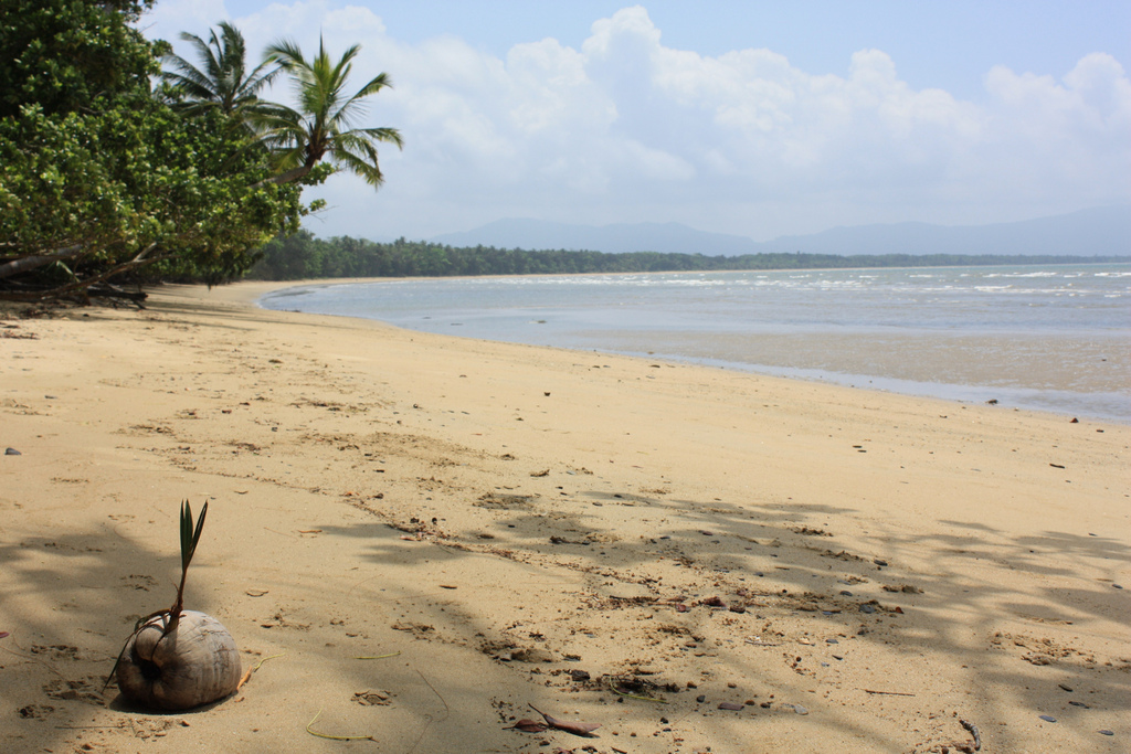 A photo of a coconut on a deserted beach