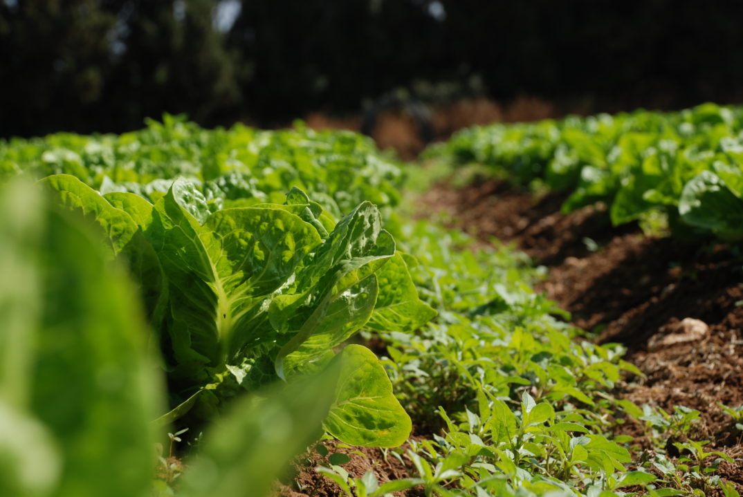 "Agriculture," by StateofIsrael liscensed under CC BY 2.0 (via Flickr)