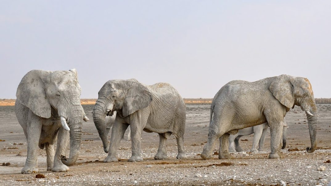 An image of four elephants walking along a muddy field.