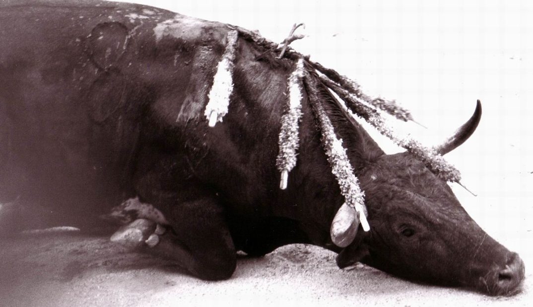 An image of a bull dying in a bullfight.