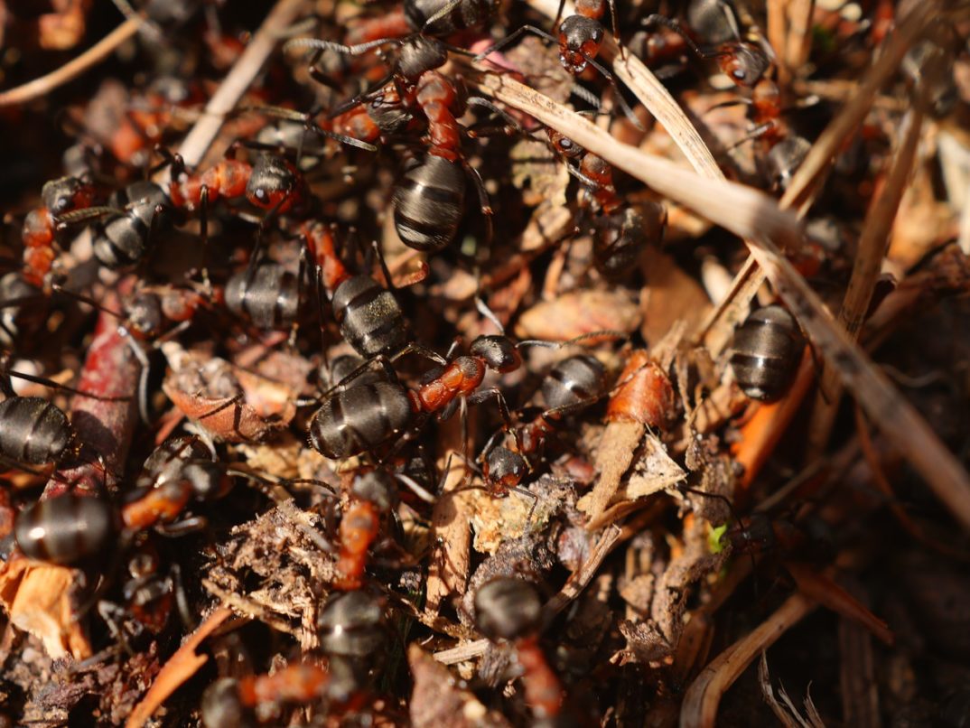 an image of an anthill