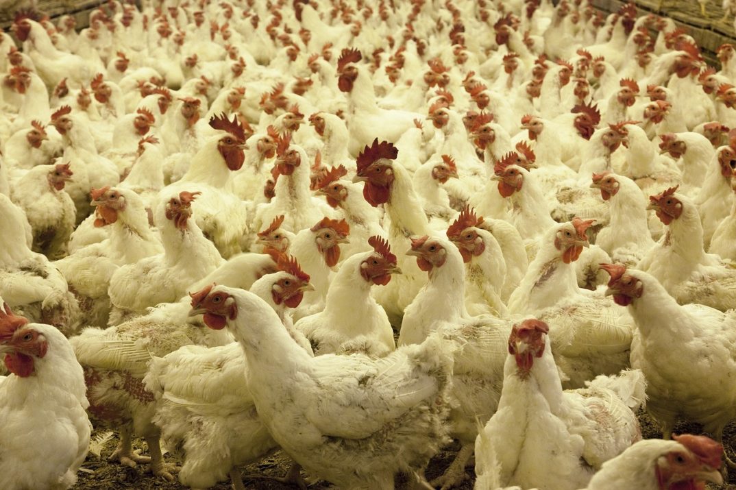 An image of chickens at a poultry farm