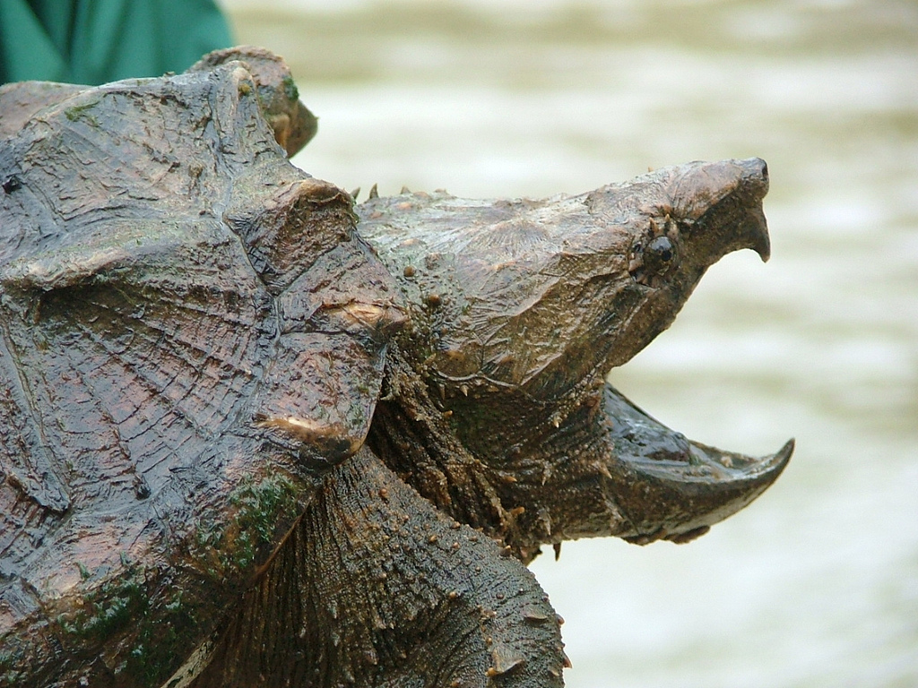 An image of a snapping turtle's mouth