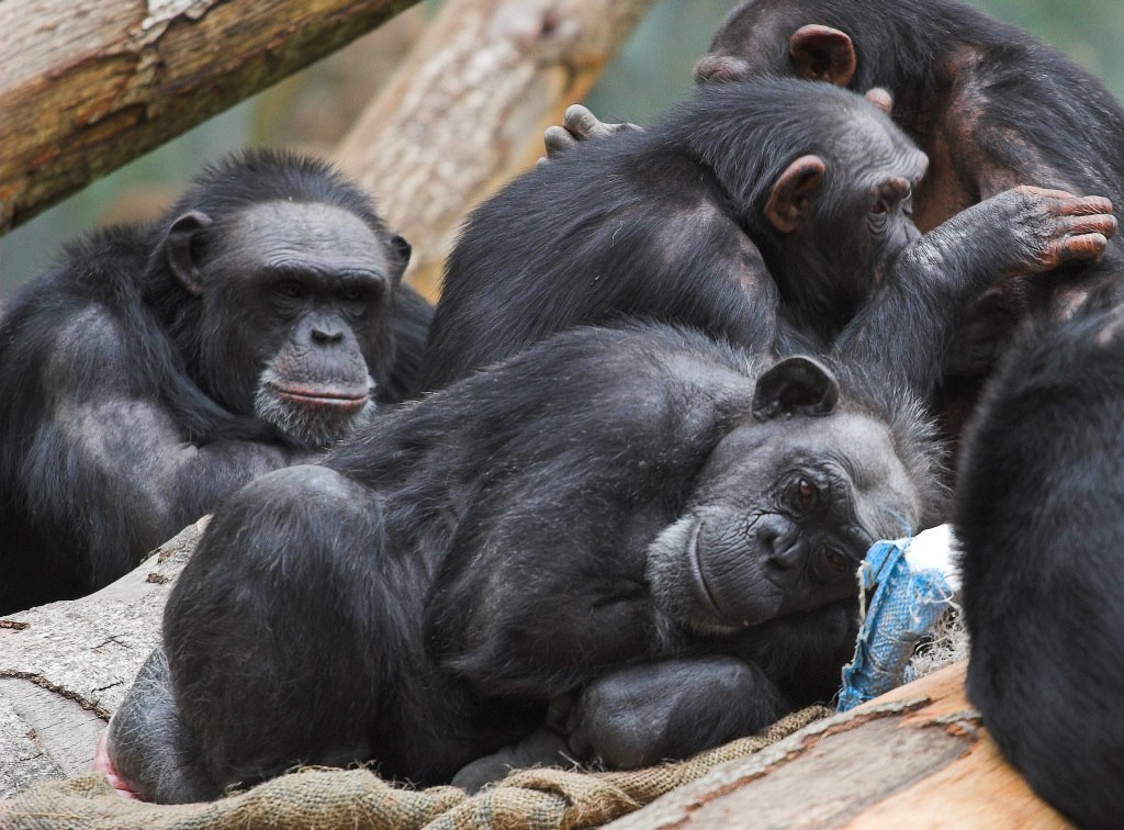 An image of a group of chimpanzees