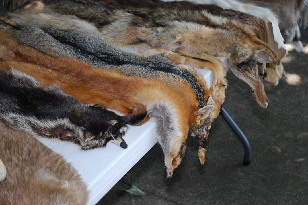 photo of animal pelts on a table.