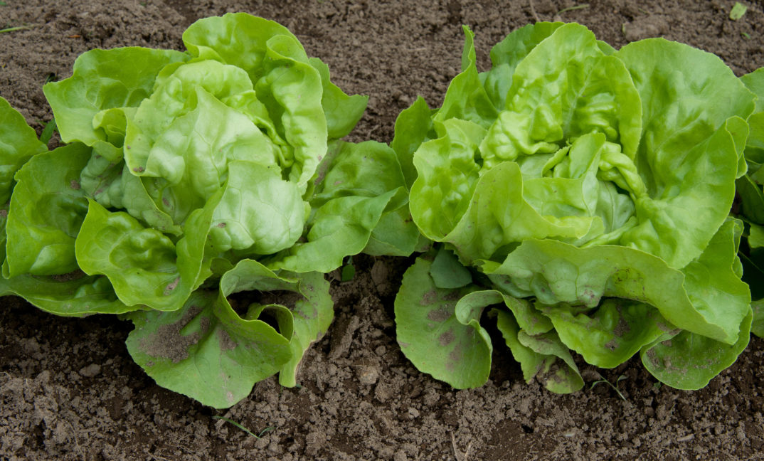 Close-up photo of two heads of mini lettuce growing in a field