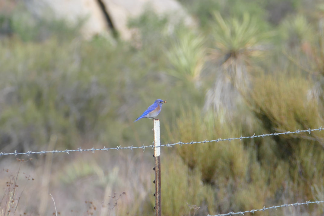 A bluebird perched on a barbed wire fence