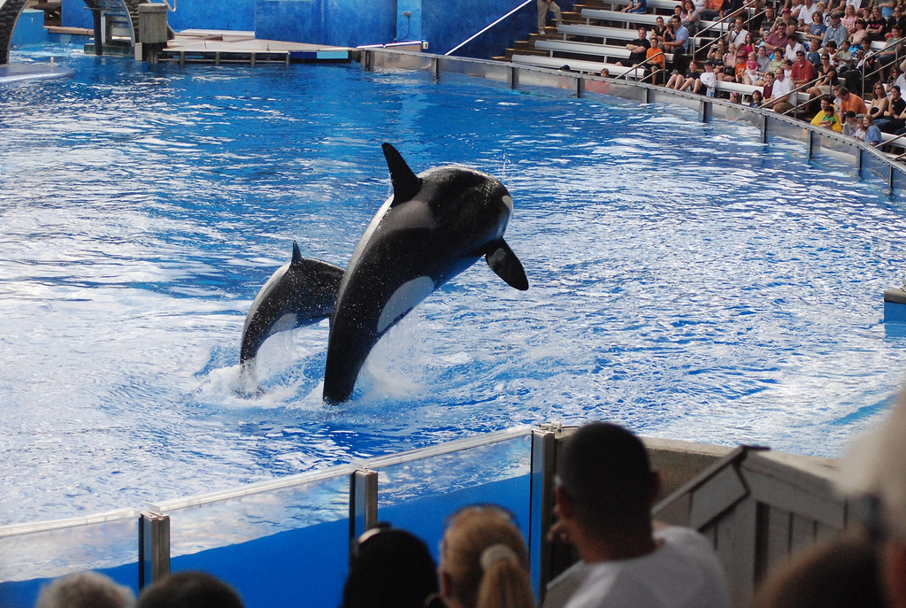 Photograph of two orcas leaping with a crowd watching