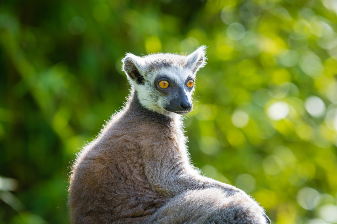 Photograph of a lemur turning toward the camera over its puffy tail