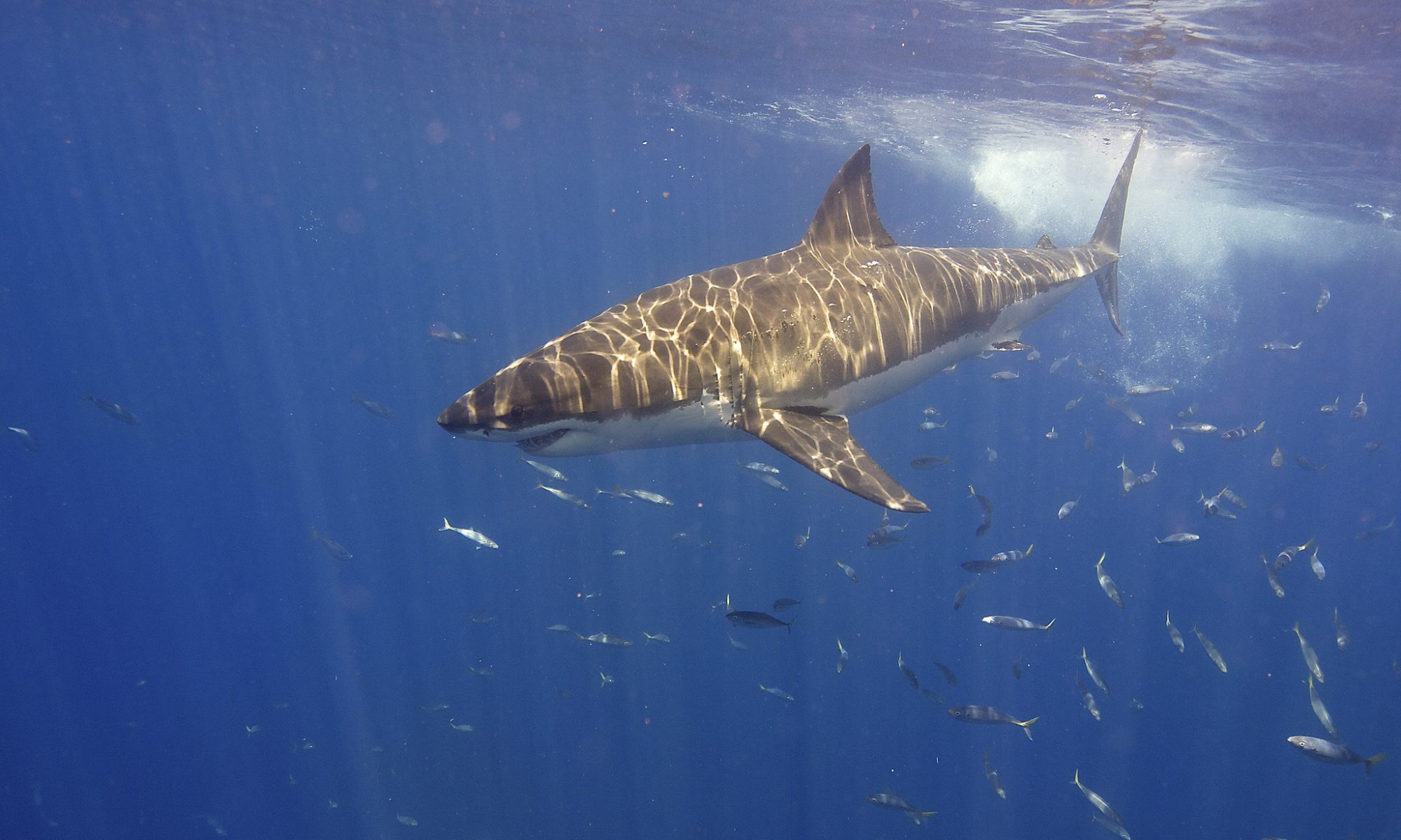 Photograph of a great white shark swimming in the sea