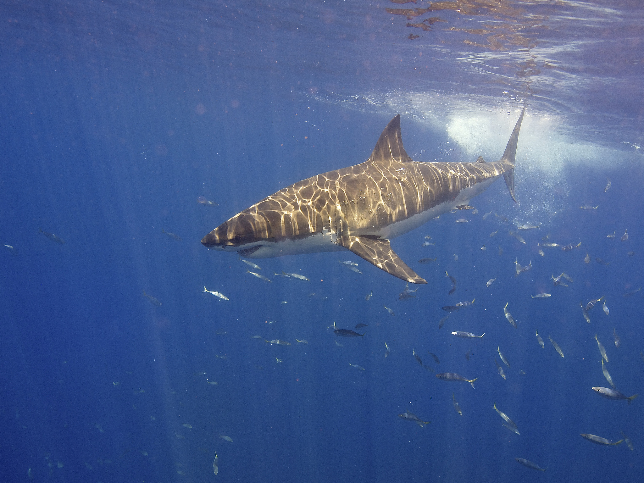 Photograph of a great white shark swimming in the sea