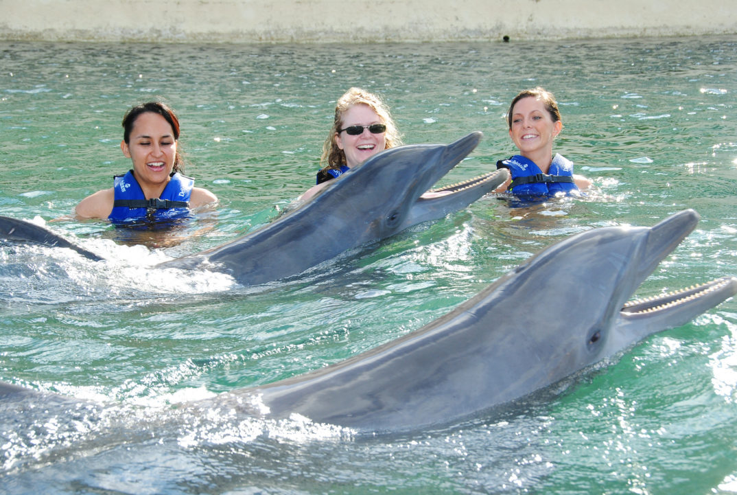 Three women in life jackets swimming with two dolphins