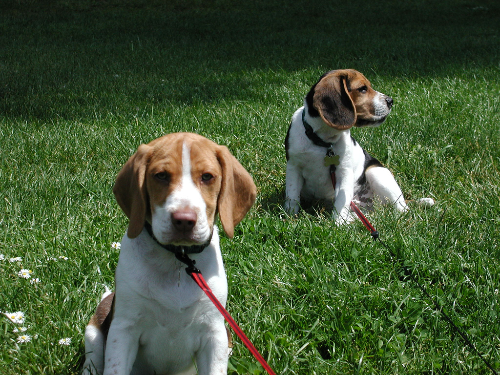 Two beagle puppies on leashes sitting in a field of green grass