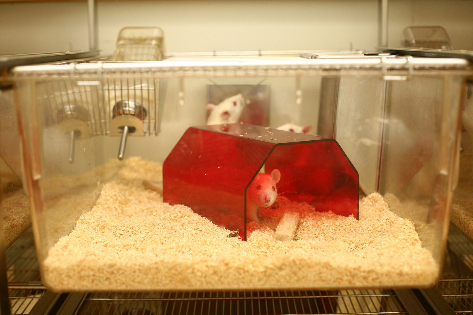 Photo of three rats in a cage with a little red house and food and water available