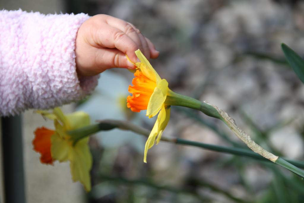 A baby's hand holding a daffodil petal