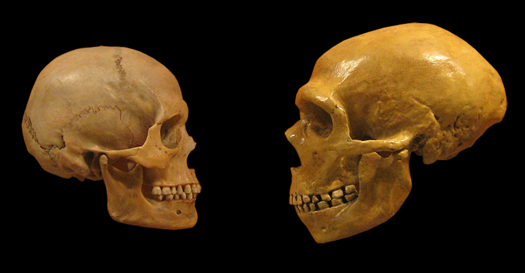 A human and neanderthal skull facing each other on a black background