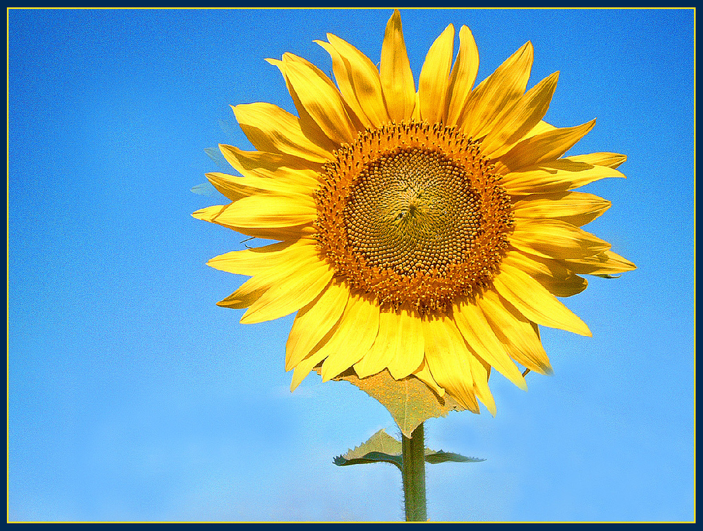 Photograph of a sunflower in sunshine with blue sky behind