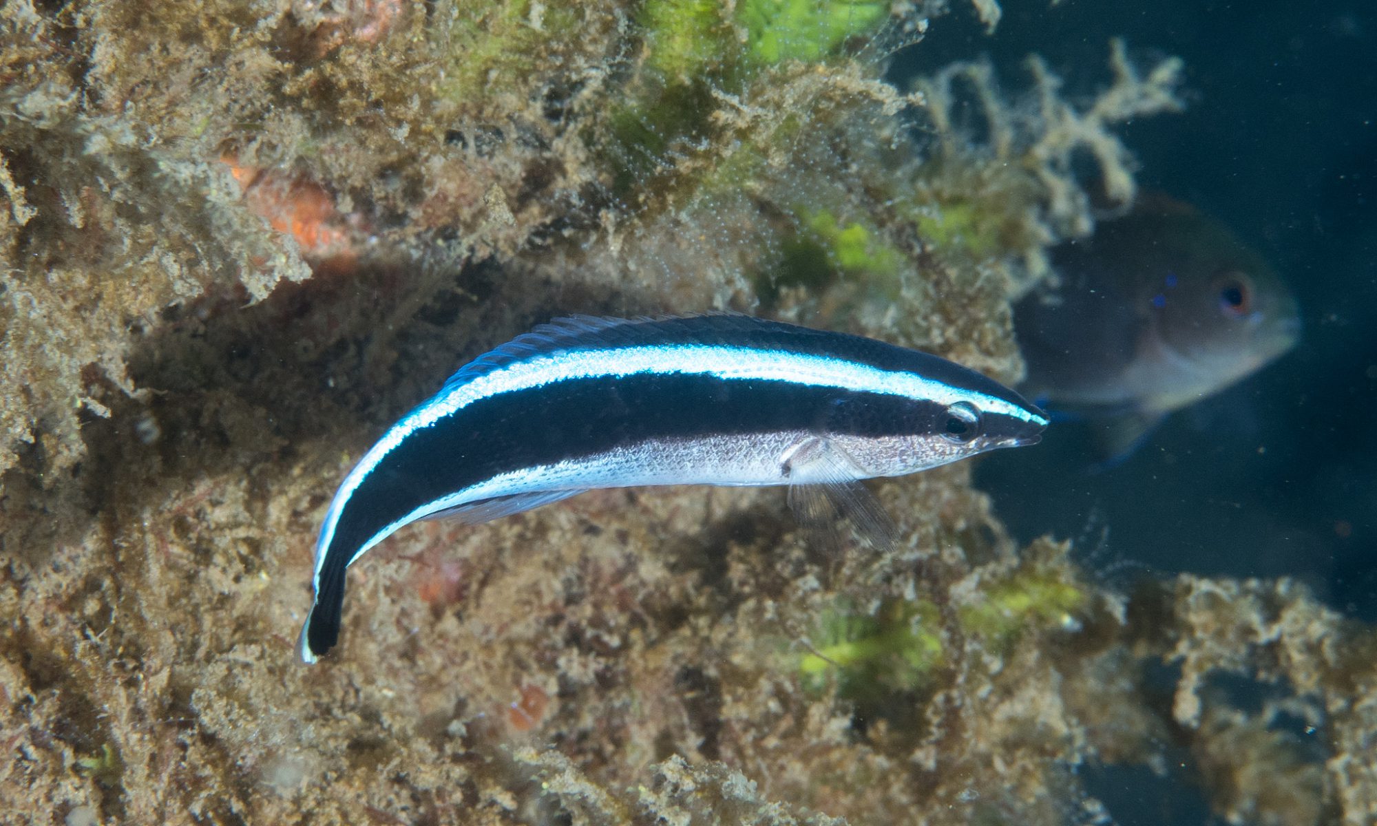 Photograph of a striped fish called a cleaner wrasse in front of coral with another different species of fish in view behind