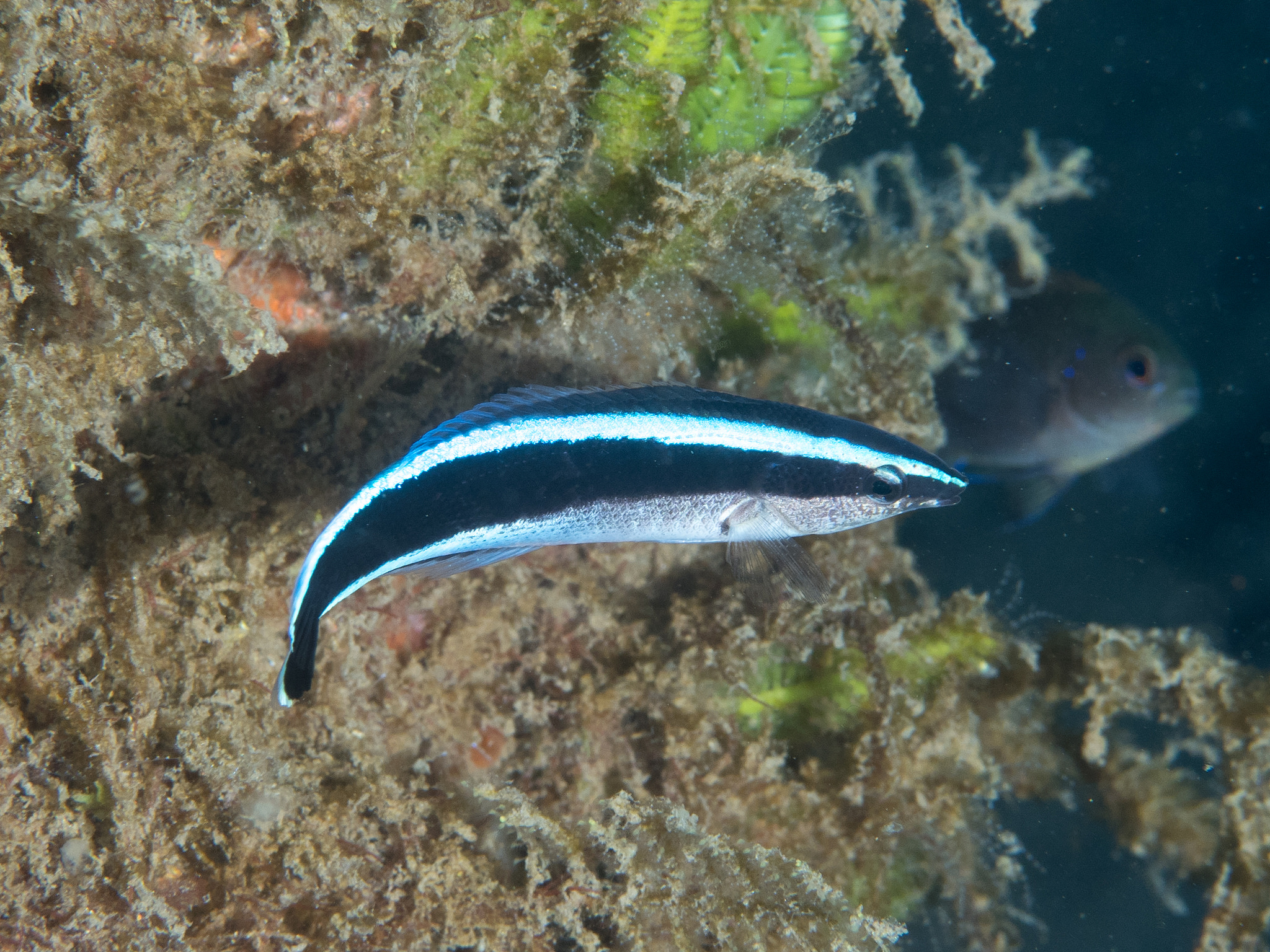 Photograph of a striped fish called a cleaner wrasse in front of coral with another different species of fish in view behind