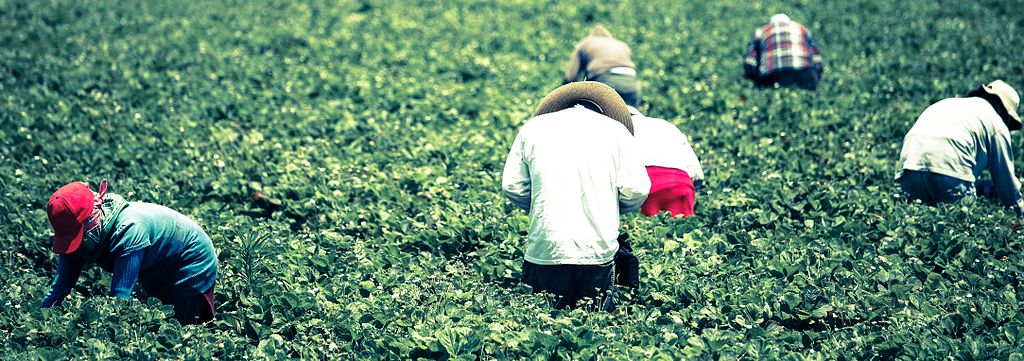 Photograph of 5 figures in a field, wearing hats and bending over to reach for fruit