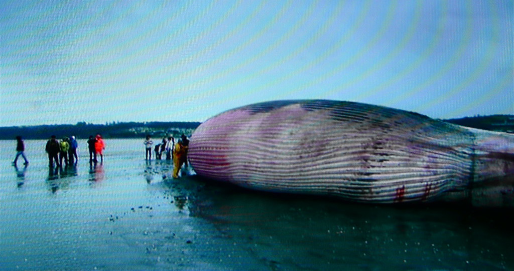 image of beached whale with human onlookers