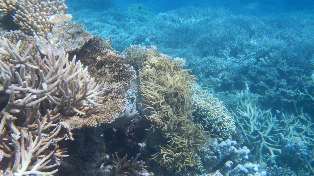 underwater photograph of reef