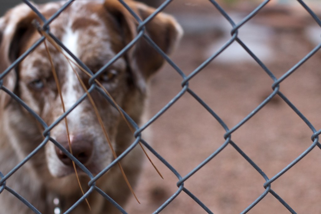 photograph of dog's face behind chain-link fence