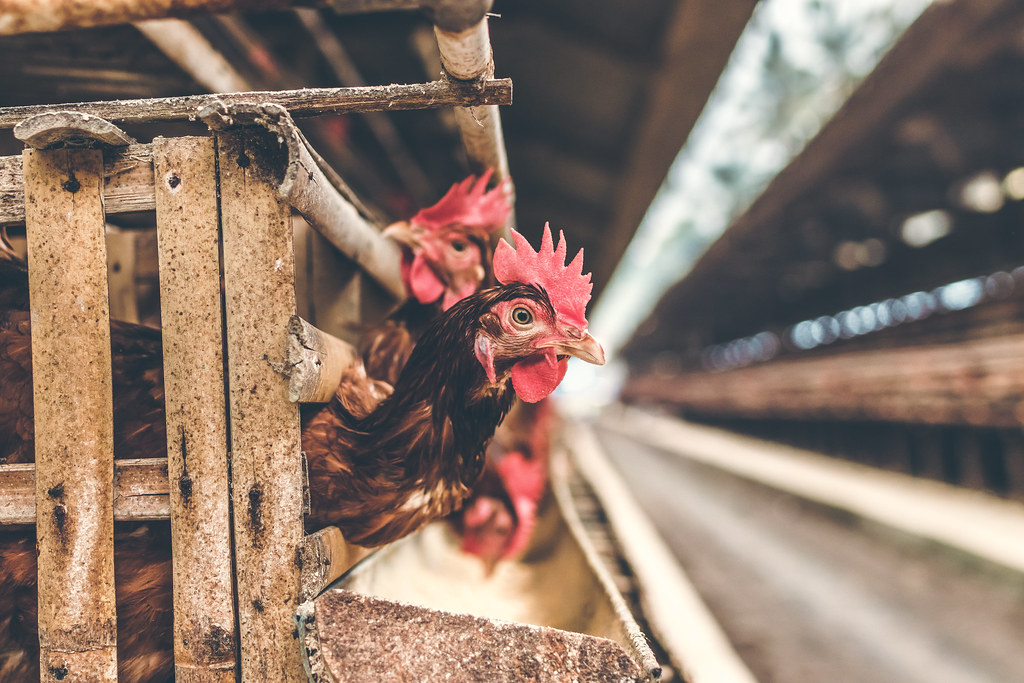 close-up photograph of two chickens poking their heads out of cages.