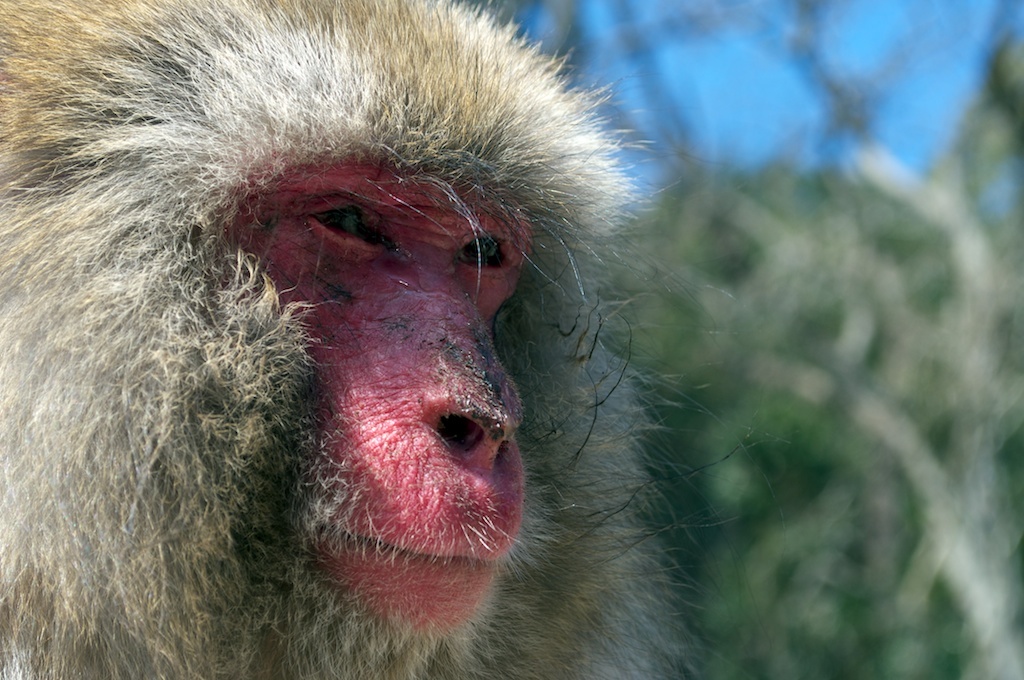 photograph of macaque's face in profile