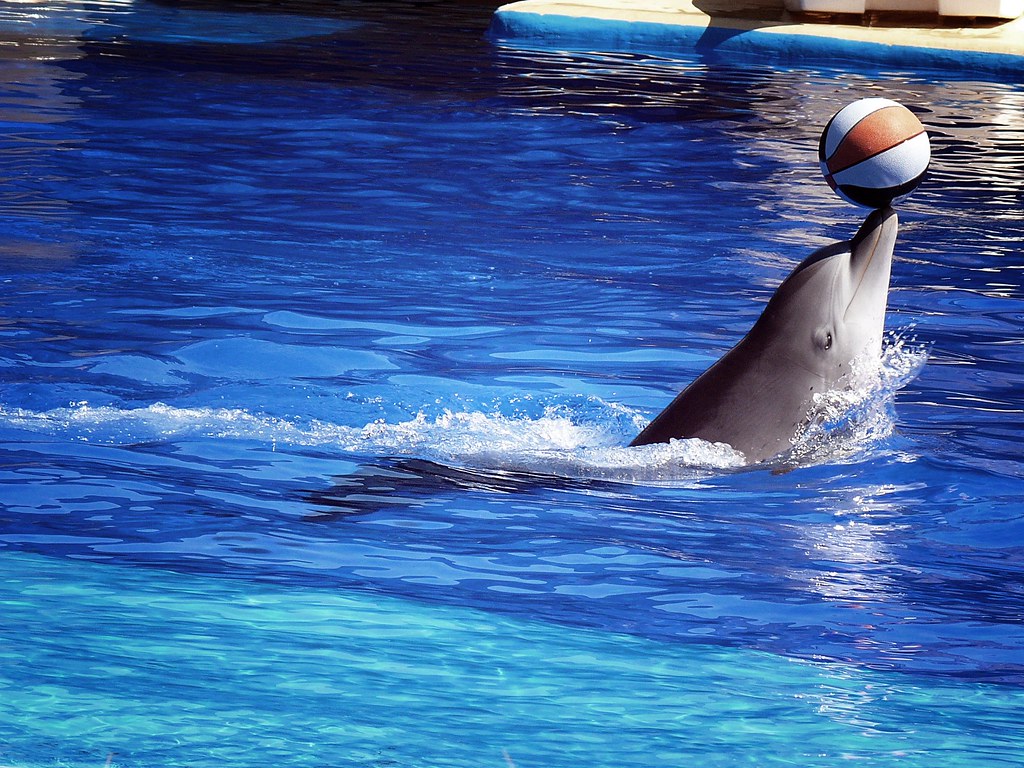 photograph of dolphin balancing ball at zoo