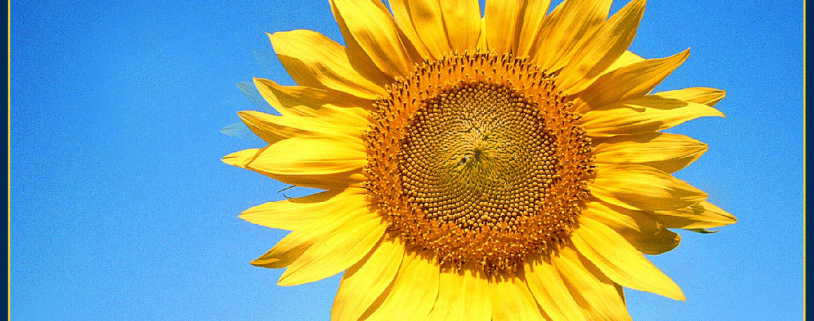 A large, bright-yellow sunflower with a clear blue sky in the background.