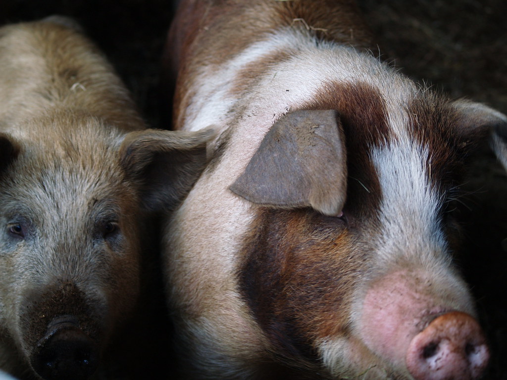 close-up photograph of two pigs in dark room