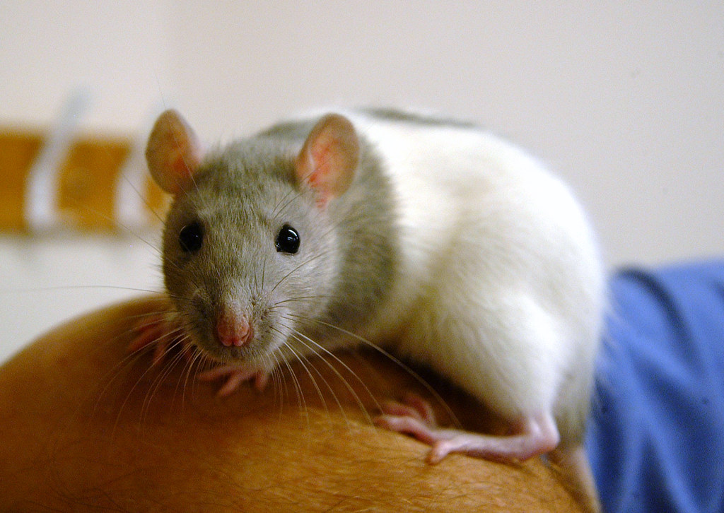 photograph of lab rat perched on human's arm