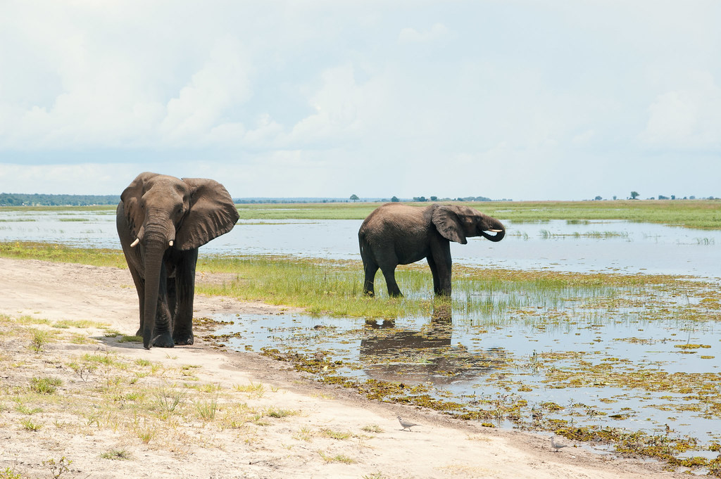 photograph of two elephants on marshy plains