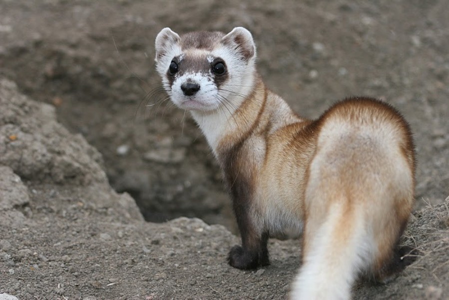 close-up photograph of black-footed ferret