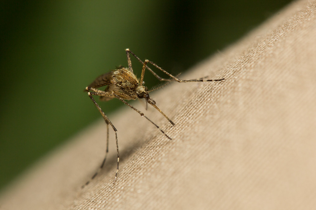 closeup photograph of mosquito