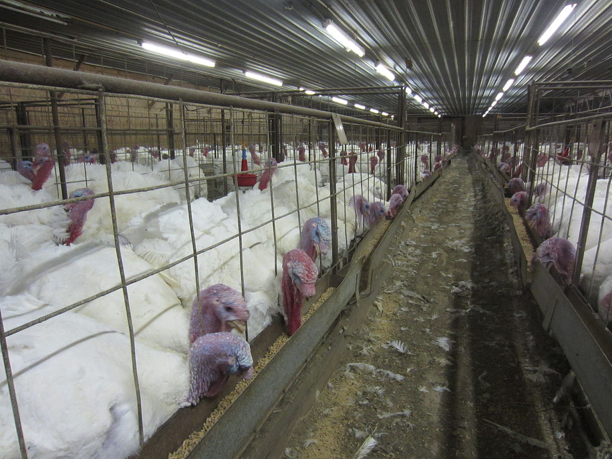 photograph taken of turkeys overcrowded in pens