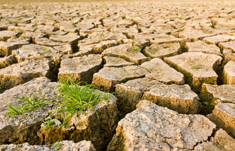 photograph of dry, cracked earth with grass growing on a few individual pieces