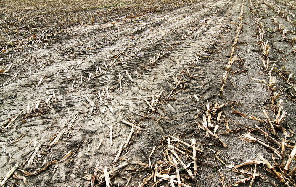 photograph of dead field of crops