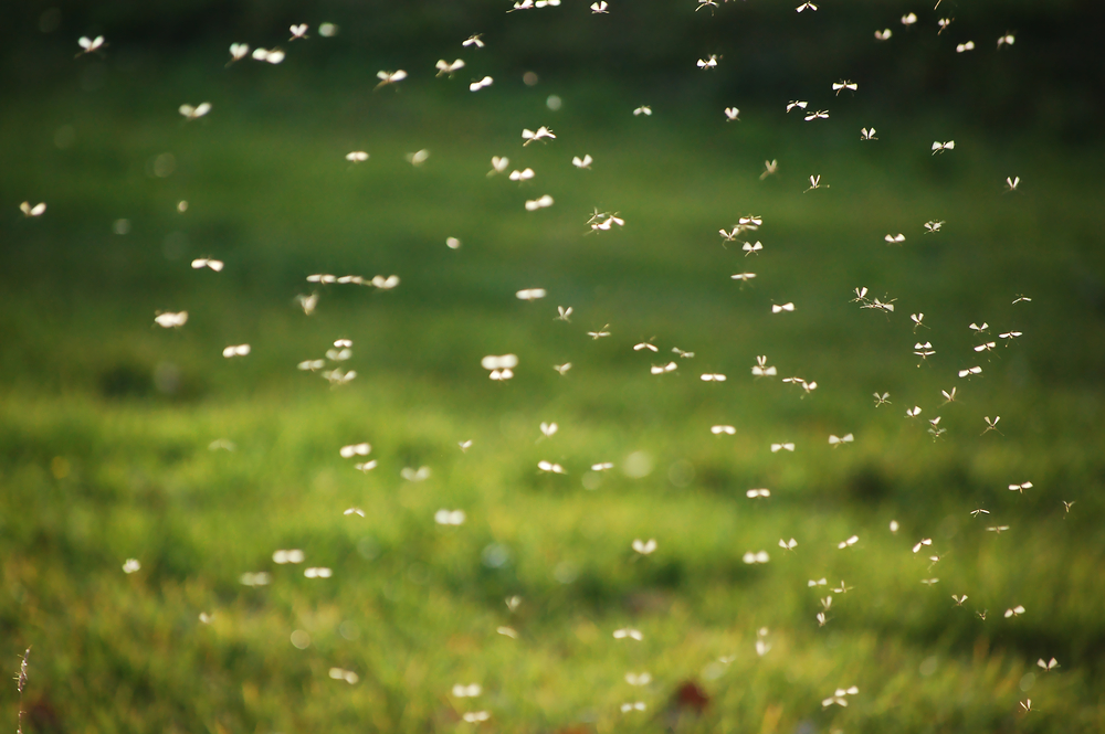photograph of mosquito swarm, blurry from motion