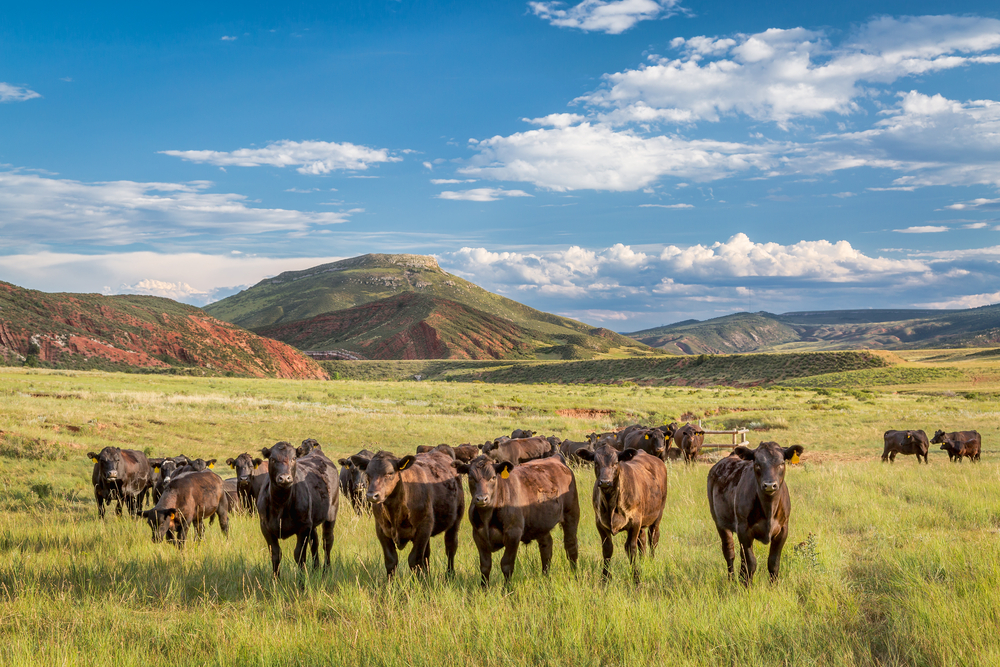photogrpah of cattle at the foothills of the Rocky Mountains