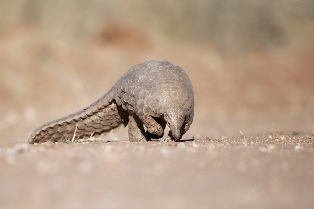 photograph of pangolin lumbering toward camera in barren landscape