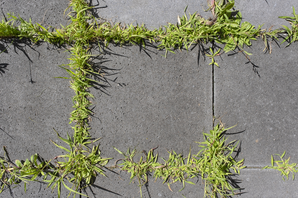 photograph of plants growing between sidewalk cracks