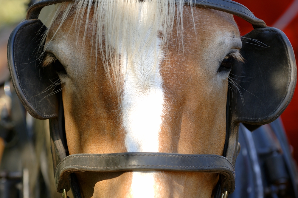 close-up photograph of horse with blinders