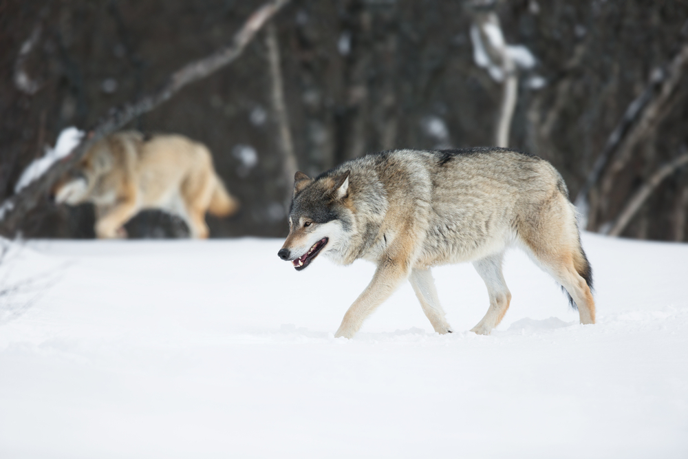 photograph of two wolves stalking in the snow