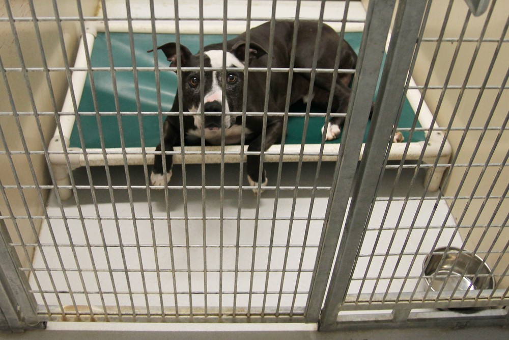 photograph of dog in cramped cage