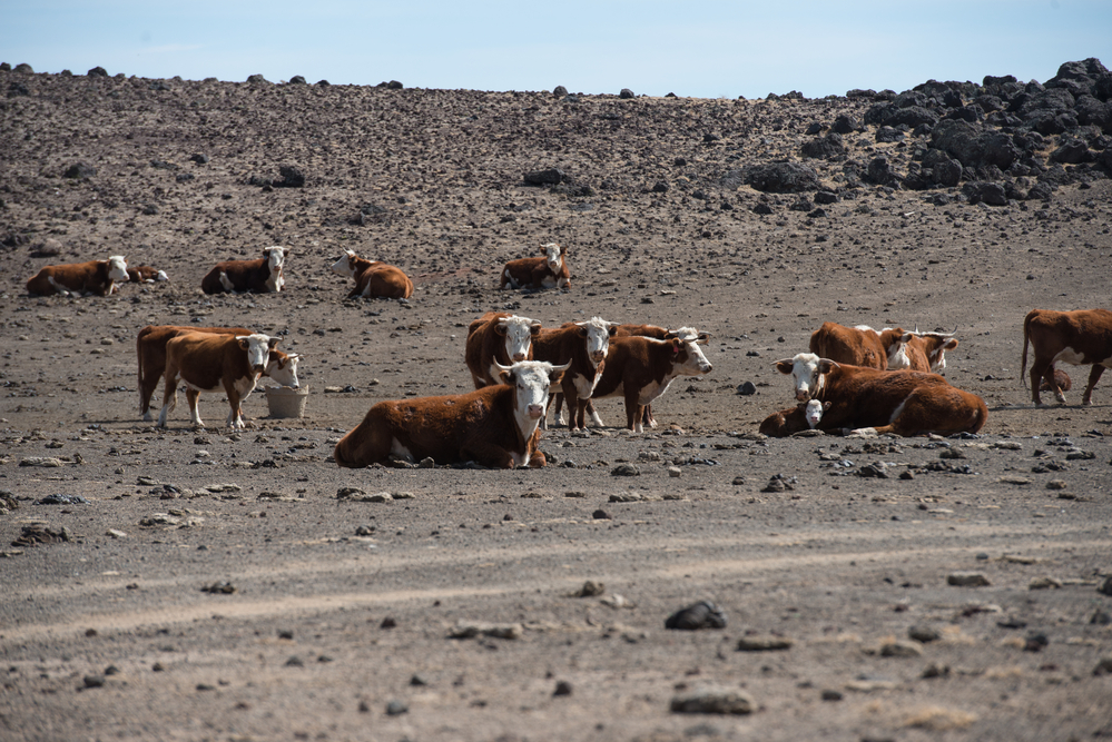 photograph of cows in empty arid desert