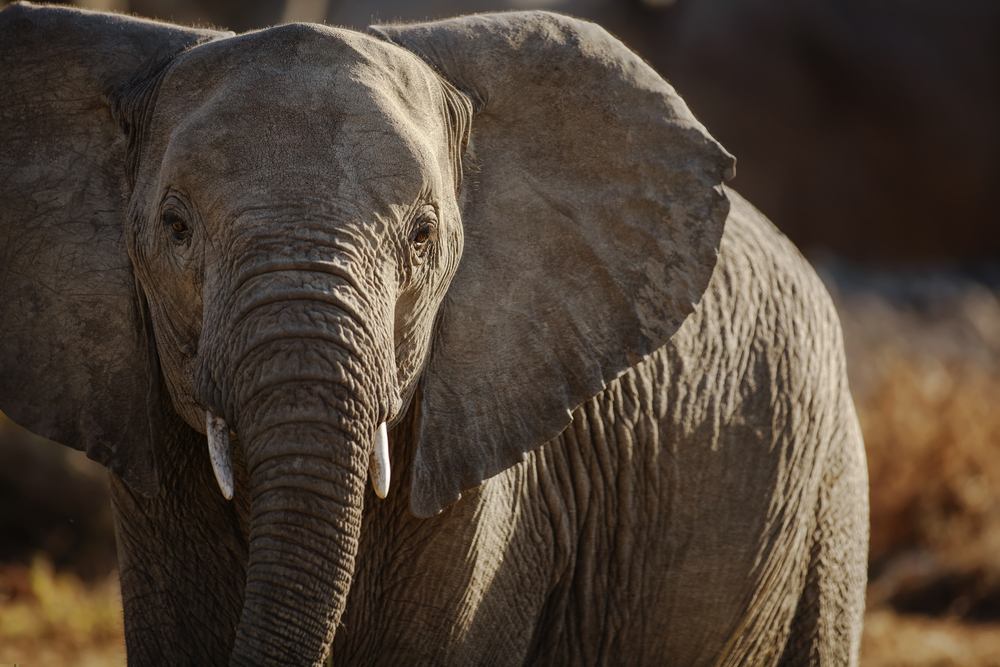 close-up photograph of elephant in the wild