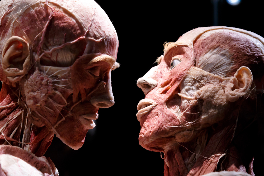 close-up photograph of Body Worlds Exhibition